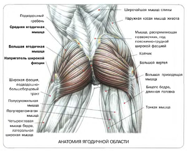 анатомия-ягодиц